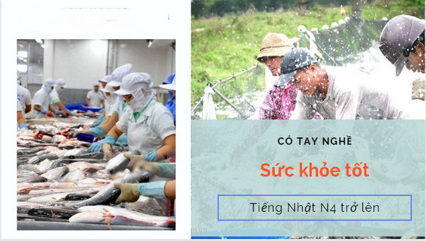 Tổng hợp đơn hàng ngư nghiệp theo chương trình kỹ năng đặc định tại Gunma